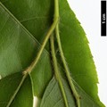 SpeciesSub: var. salweenense